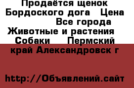 Продаётся щенок Бордоского дога › Цена ­ 37 000 - Все города Животные и растения » Собаки   . Пермский край,Александровск г.